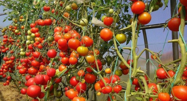 Jaká rajčata by měla být vybrána pro výsadbu v roce 2022?